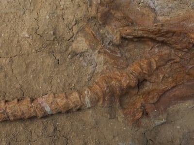 Fosil Hiu Kerabat Hiu Putih Berusia 9 Juta Tahun Ditemukan di Peru