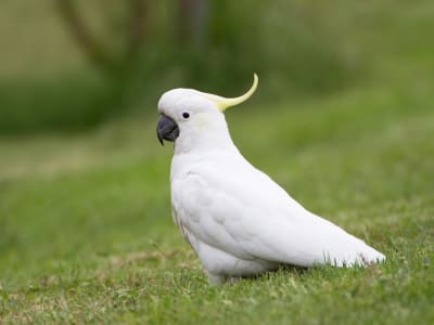 Penemuan Genom Ungkap Tiga Spesies Kakatua Putih Bermahkota Kuning Berbeda