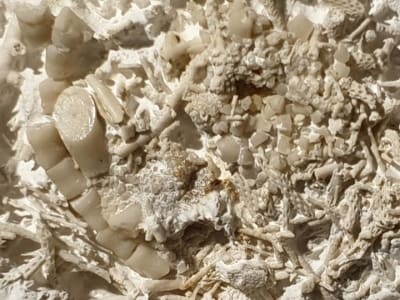 Fosil Muntahan 66 Juta Tahun Ungkap Jejak Makanan Laut Kapur di Denmark