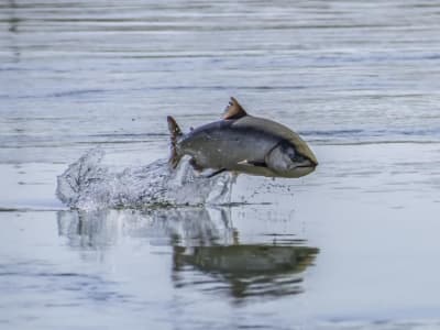 California Investasi Rp 246.68 miliar ($15 Juta)  untuk Selamatkan Ikan Salmon dari Ancaman Iklim