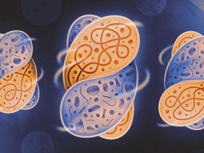 Peneliti Ciptakan Endosimbiosis Langkah Awal Evolusi Hidup Kompleks di Lab