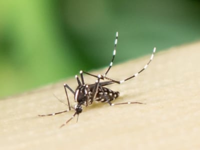 Virus Zika Manipulasi Kulit Manusia Jadi Magnet Nyamuk Penyebar Penyakit