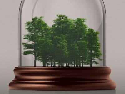 Microsoft dan Chestnut Carbon Berkolaborasi Selamatkan Bumi Lewat Penanaman Pohon