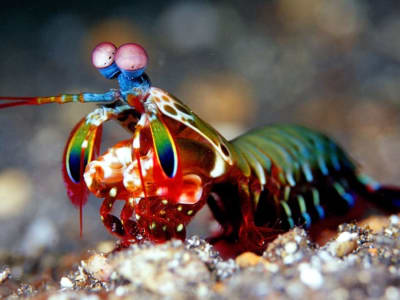 Inovasi Mekanisme Torsi Terbalik Hiperelastis untuk Robot Lunak Lebih Cepat dan Kuat