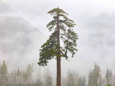 Microsoft Beli Kredit Karbon Jutaan Ton untuk Redam Emisi AI