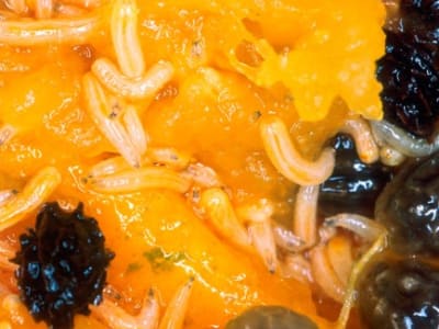 Neuron Lalat Buah Mendeteksi Rasa dan Tekstur untuk Pilihan Makanan Optimal