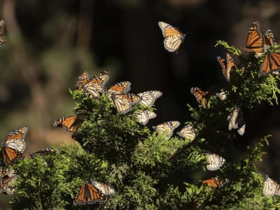 Upaya Melindungi Kupu-Kupu Monarch yang Terancam Punah di California