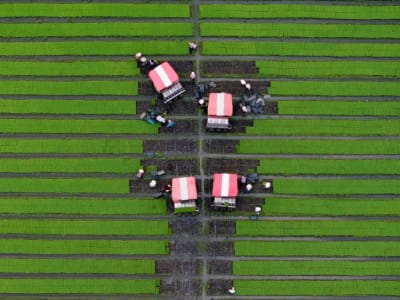 Metode Baru Regulasi Hormon Tingkatkan Panen Padi di Tanah Salin