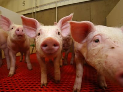 Petani Kanada Cari Pasar Baru Hadapi Ancaman Tarif Amerika Serikat