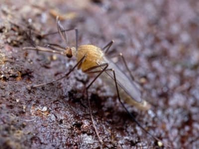 Asal Usul Nyamuk London Underground Ternyata Ribuan Tahun Lalu di Timur Tengah