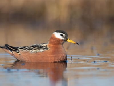 Mengapa Memperhatikan Burung Betina Penting untuk Konservasi yang Sukses