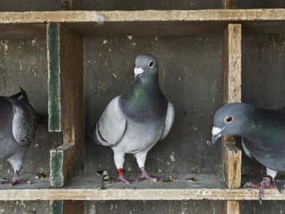 Merpati Pembawa Pesan Odisha: Warisan Komunikasi yang Bertahan di Era Digital