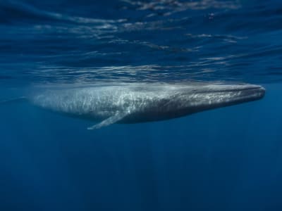 Delapan Mamalia Terbesar Dunia dan Ancaman Berat yang Mereka Hadapi