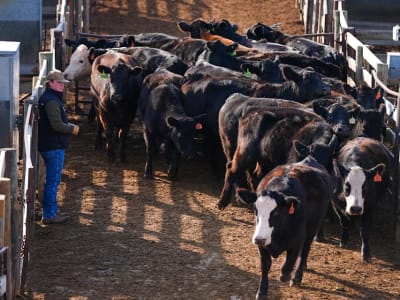 Stockyard Terakhir di Oklahoma City Dijual di Tengah Perubahan Kota dan Industri Ternak