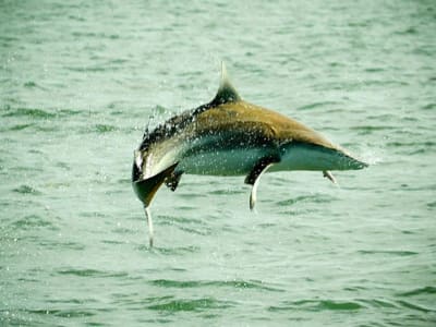 Penemuan Hiu Spinner Muda di Rhode Island: Tanda Perubahan Habitat Laut?