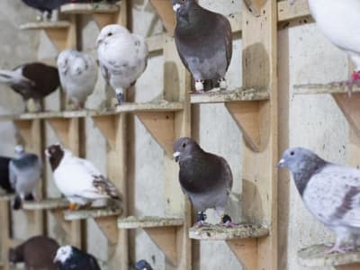 Sejarah Menarik Merpati Pos: Dari Olimpiade Kuno Hingga Komunikasi Modern