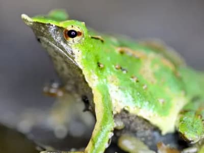 Keberhasilan Konservasi Katak Darwin Selamatkan Spesies dari Kepunahan