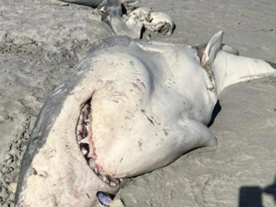 Bukti Baru: Paus Pembunuh Memangsa Hiu Putih di Australia dan Dampaknya