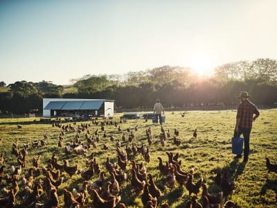 Wabah Flu Burung H5N1 Meluas, Pemerintah AS Tahan Gunakan Vaksin Manusia