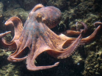 Penelitian Ungkap Rahasia Kromosom Kuno yang Tentukan Jenis Kelamin Gurita