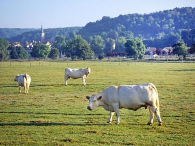 Apakah Pertanian Regeneratif Solusi Terbaik Menghadapi Perubahan Iklim?