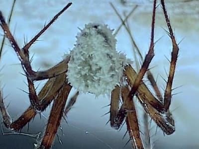 Jamur Zombie Mengubah Perilaku Laba-Laba Gua: Penemuan Baru dari Irlandia