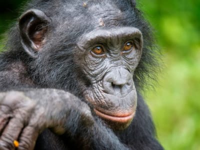 Bonobo Bisa Membaca Pikiran dan Memberi Tahu Saat Kamu Tidak Tahu