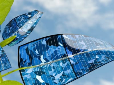 Membedah Rahasia Kuantum Fotosintesis untuk Energi Bersih Super Efisien