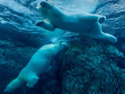 Penurunan Harga Bitcoin setelah Harapan Strategis Tertunda di Tengah Isu Regulasi AS