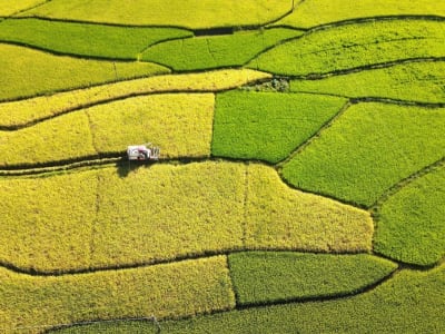 Peneliti Kembangkan Padi Hibrida Kurangi Emisi Metana Hingga 70 Persen