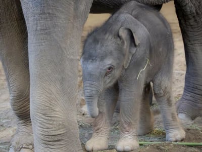 Kelahiran Bayi Gajah Asia di Kebun Binatang Oregon Jadi Harapan Baru Konservasi