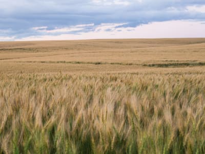 Bitdeer Akuisisi Pembangkit Listrik Gas untuk Penambangan Bitcoin Vertikal di Kanada