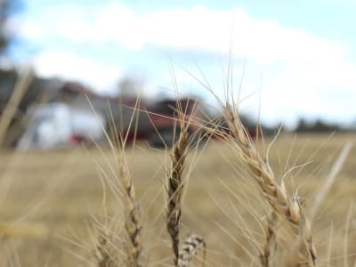 China Tunda Impor Gandum, Pasar Global Gandum Terpengaruh