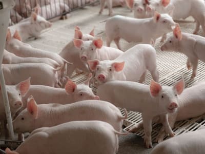 Uji Klinis Ginjal Babi Genetik Disetujui, Harapan Baru Transplantasi Organ