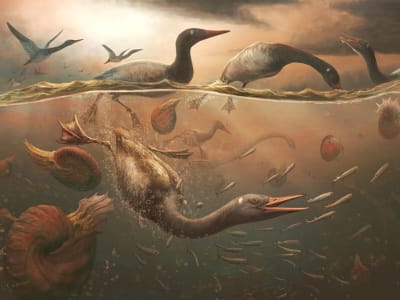 Fosil Vegavis, Burung Modern Tertua dari Antarktika Awal Kapur