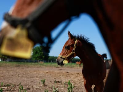 Argentina Ciptakan Kuda Polo Cepat Melalui Rekayasa Genetik CRISPR