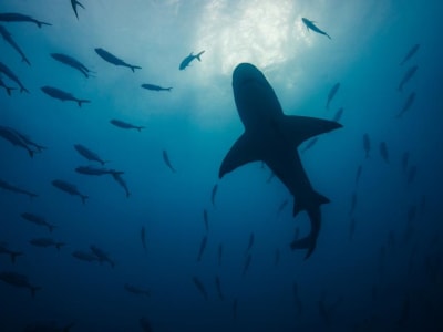 Bahaya Bakteri Resisten Antibiotik di Hiu dan Pari yang Dikonsumsi Masyarakat Pesisir