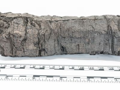 Teknologi AI dan Sinkrotron Membuka Rahasia Gulungan Herculaneum Kuno