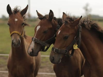 Kuda Polo Genetik Pertama di Dunia Diciptakan dengan CRISPR di Argentina