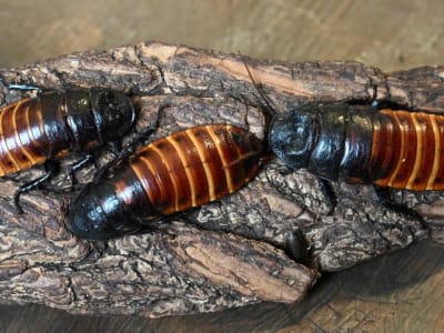 Rayakan Valentine dengan Cara Unik: Kehormatan Mantan Lewat Nama Hewan di Kebun Binatang