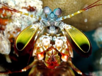 Rahasia Mantel Perisai Mantis Shrimp dalam Menahan Pukulan Seperti Peluru