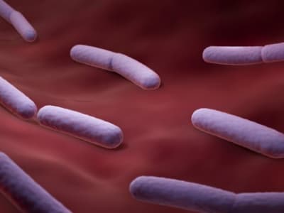 Bakteri Hidung Direkayasa Untuk Kirim Obat Langsung ke Otak Tikus Obesitas