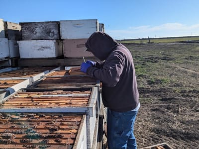 Kematian Massal Lebah Ancaman Besar untuk Penyerbukan dan Pertanian AS