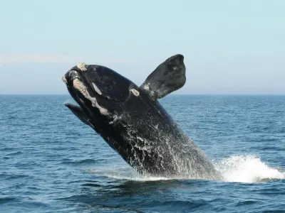 Peran Penting Paus dalam Menyuburkan Laut dan Melawan Perubahan Iklim