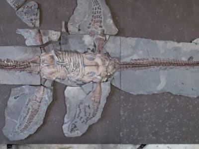 Penemuan Kulit Bersisik pada Plesiosaur Mengubah Gambaran Hewan Laut Purba
