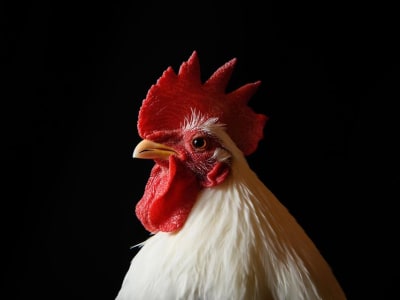 Masa Depan Daging: Lab-Grown Meat dan Peran AI dalam Solusi Pangan Berkelanjutan