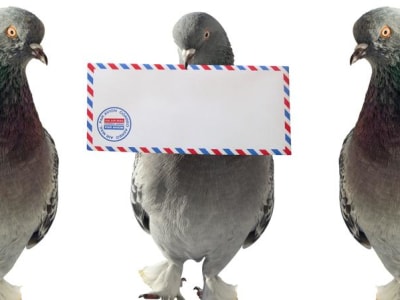 Keajaiban Merpati Penempuh: Metode Kirim Pesan Jarak Jauh Zaman Kuno