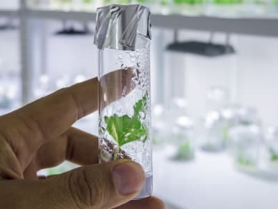 Daun Buatan Melacak Matahari untuk Produksi Energi dan Hidrogen Efisien