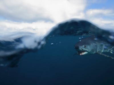 Hiu Mako Pendek Masih Punya Harapan: Keanekaragaman Genetik Tinggi di Tengah Ancaman Punah