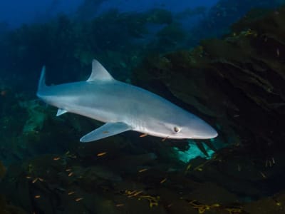 Penemuan Pertama Hiu Soupfin di South Puget Sound Buka Wawasan Baru